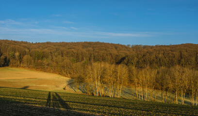 Obraz premium Felder und Wälder, schneeloser Winter, Birken im Feld