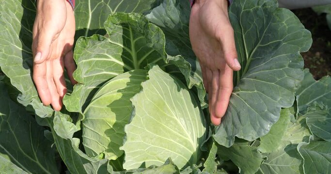 Farmer touching cabbage, farmer touching organic cabbage
