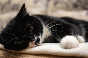 cute black and white pussy leaning on paws napping sly look lying on bed side view. Selective focus
