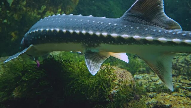 Large sturgeon swimming around underwater
