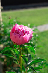 Pink peony flower on bush with green leaves blooming in sunlight in garden. Outdoor floral background. Paeonia lactiflora Sarah Bernhardt. Double pink peony flower.