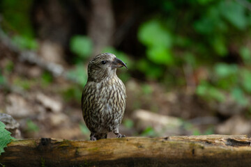 Cruises crociere comune (Loxia curvirostra)