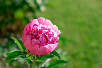 Flowering peony plant in summer garden. Bush with large delicate pink peony flower blooming in sunlight in park. Outdoor floral background. Copy space.