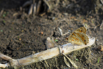 A butterfly is spreading its wings, a beautiful butterfly