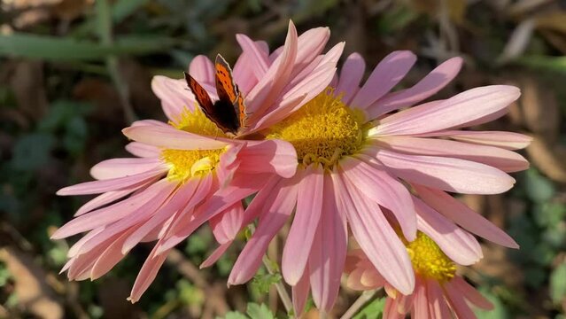 Orange butterfly collects nectar from autumn flowers Aster in the garden.