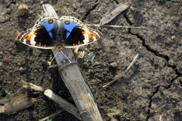 A butterfly is spreading its wings, a beautiful butterfly