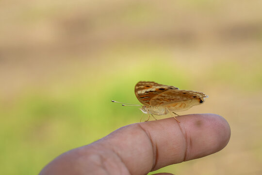Beautiful butterfly on your finger/hand, natural butterfly