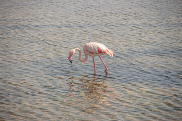 Murcia - San Pedro del Pinatar: sus salinas, playa y espacio natural.