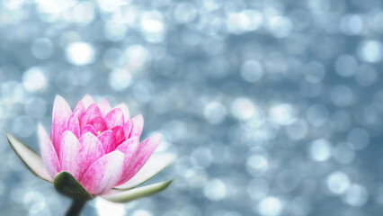 isolated pink water lily blossom on blue blurred water background with bokeh sun light, nature...