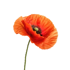 Foto op Canvas Beautiful poppy flower isolated on white © Tidarat