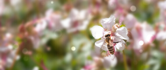bee collecting nectar in an isolated white geranium blossom of a sunny flower bed, blurred...