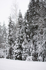 The edge of a snowy forest, the edge of a winter forest near a snowy road