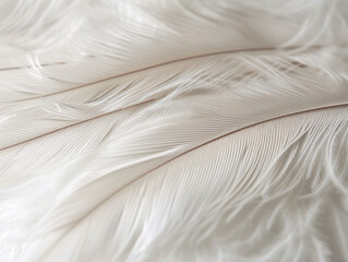 Fototapeta na wymiar Detailed shot of a plain, white feather with subtle textures.