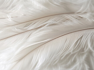 Obraz premium Detailed shot of a plain, white feather with subtle textures.