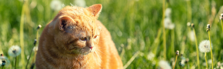 Cat on nature outdoors. Ginger kitten lying in the grass with dandelions on a sunny summer day. The cat with dandelion parachutes on the head. Horizontal banner - obrazy, fototapety, plakaty