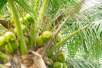 Close-up load cluster of young fruit green coconuts hanging on tree top with lush green foliage...