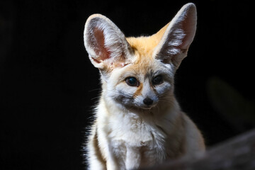 The fennec fox (Vulpes zerda) is a small crepuscular fox native to the deserts of North Africa.