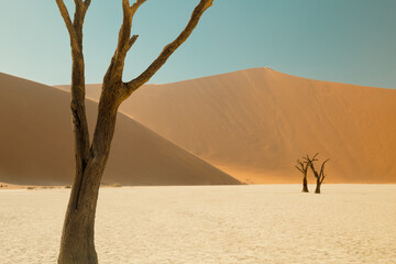 Dead trees in Sossusvlei national park, Namibia