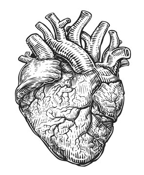Human heart with veins, sketch isolated on white background. Hand drawn vector illustration in vintage engraving style
