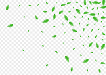 Light Green Leaf Background Transparent Vector. Vegetation Summer Design. Drink Texture. Greenish Agriculture Frame. Sheet Air.