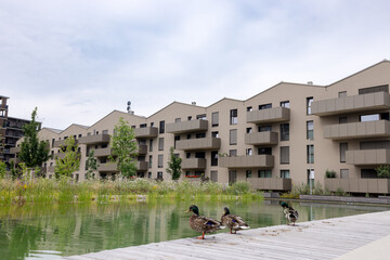 Ducks on the canal bank among a complex of modern residential buildings