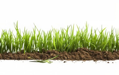 Green grass with dirt isolated on a white background and texture.