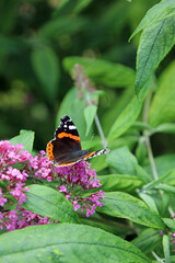 Macro image of a Red Admiral butterfly on Buddleja flowers, Derbyshire England
