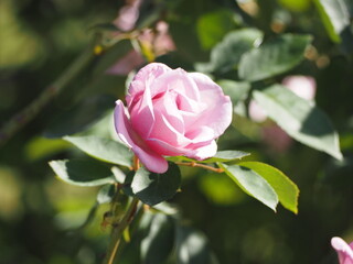 ラベンダー色のバラ　夜来香