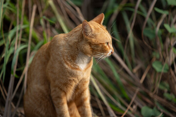 Naklejka na ściany i meble Orange cat sitting on the grass in the garden