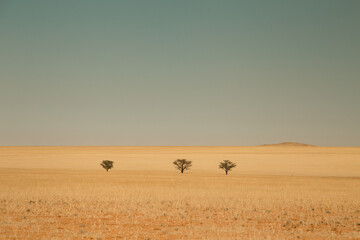 Three trees in a desert in Namibia