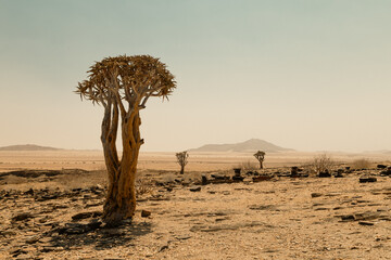 Fototapeta na wymiar Quiver trees in a desert in Namibia