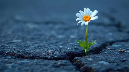 Poster prevailing against all odds concept with Daisy flower growing from crack in the asphalt © Denis