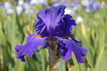 Tall bearded iris flower, known as Paul Black