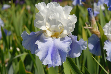 Tall bearded iris flower, known as Stairway to Heaven