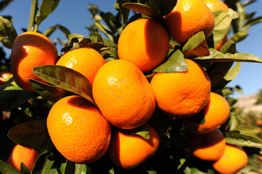 oranges on tree, close up