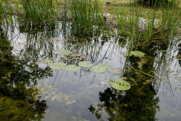 A pond overgrown with sedge and lily pads