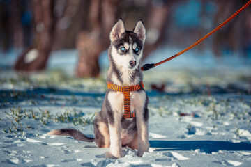 Siberian Husky puppy sitting in the snow wearing an orange harness and leash