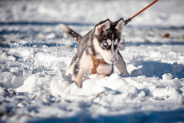 blue-eyed husky puppy dressed in an orange harness and leash digging in the snow in a winter park