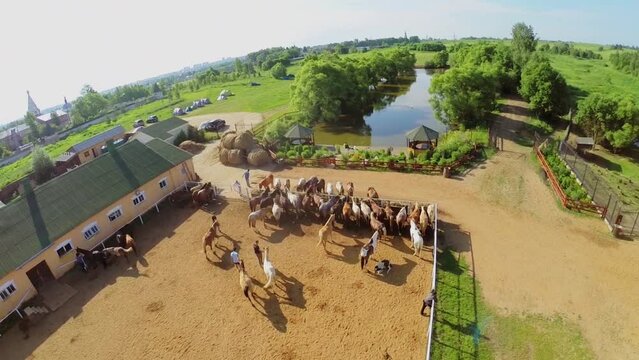 Horses eat hay and walk by enclosure at summer sunny day