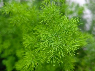 Fototapeta na wymiar Close up of Asparagus