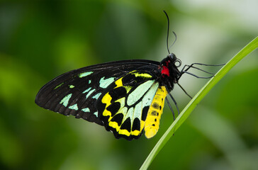butterfly on a leaf