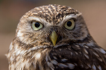portrait of a owl