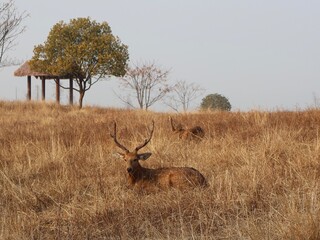 deer in the wild
