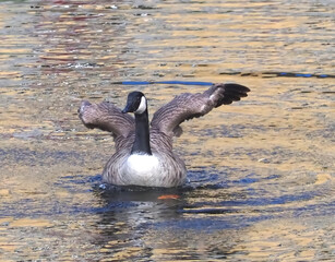 Single Canadian goose shakes feathers in the water
