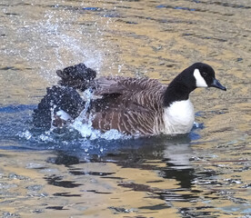 Single Canadian goose shakes feathers in the water