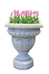 pink tulip flowers planted in a stone vase isolated png