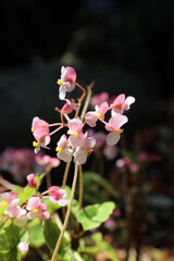 Closeup of small pink Begonia blooms, New South Wales Australia