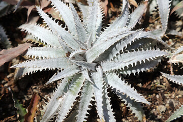 Sunlit White Dyckia plant, New South Wales Australia