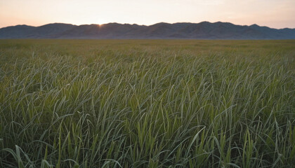 Transforming Meadow Field Landscape