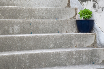 steps of a flower pot with a plant